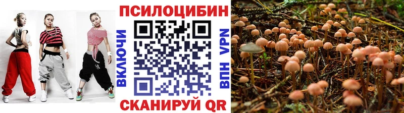 где купить наркоту  Вичуга  Псилоцибиновые грибы Psilocybine cubensis 